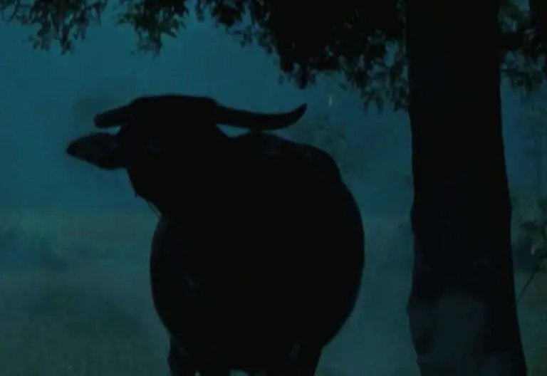Thai New Wave - Uncle Boonmee Who Can Recall His Past Lives (2010) by Apichatpong Weerasethakul
